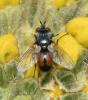 Besseria lateritia